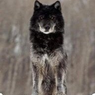 BlackWolf