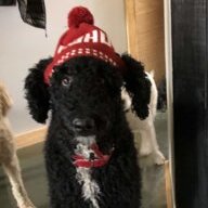 ggsprocket