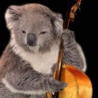 Koala of Doom