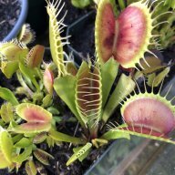 Venusflytraps