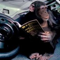 Trunk Monkey