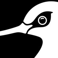 Avocett