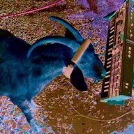 cabrito_indigo