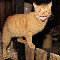 Dave-Kat