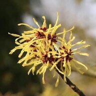 Witch Hazel