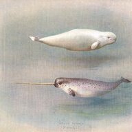 jazzy narwhal