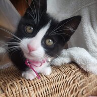 bartoli