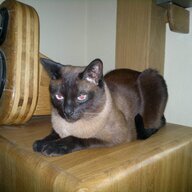 Mad Katz