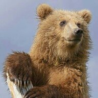SolomonTheBear