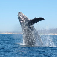 Whaleform
