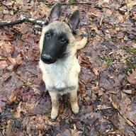 Malinois
