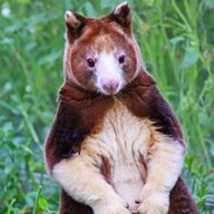 bondegezou