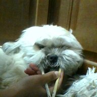 SammyLikesDogs