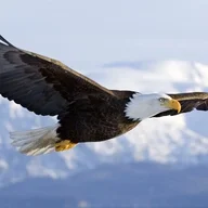 mountainfly