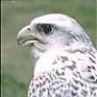 cato