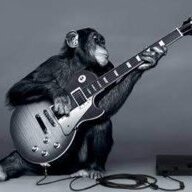 Motley Monkey