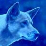 DingoBlues