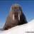 TheWalrus