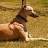 srptopdog