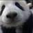 Surprise Panda!