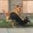 GreenAlsatian