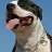 Bassdog32