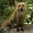 bassic_camel