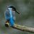 Rainbird