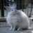 Aryah Zyx