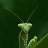 lady_mantis