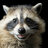 Raccoon Jack