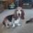 gbbassethound