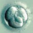 frozen embryo