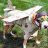 Birddog144