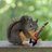 SquirrelMilk
