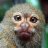 MonkeyNipples