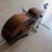 doublebass