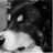MAXTHEDOG