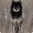 BlackWolf