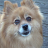 FluffyDog6