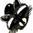 Racoon