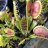 Venusflytraps