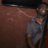 Thebe Mmushi
