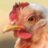 WasabiChicken