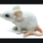 rat witch