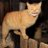 Dave-Kat