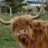 Mad Cow