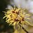 Witch Hazel