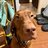 Island Vizsla