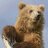 SolomonTheBear
